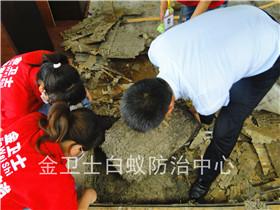 深圳南山信和自由廣場(chǎng)白蟻滅治服務(wù)