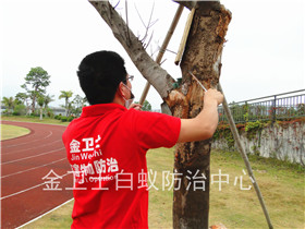 深圳羅湖區(qū)金城華庭白蟻防治服務