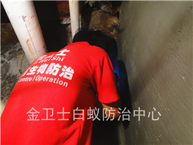 兄弟高登眼鏡店面白蟻防治服務